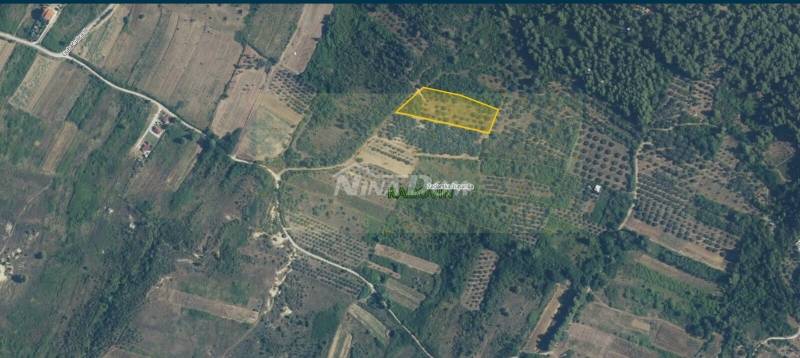 Agricultural land with 30 old olive trees for sale - 2