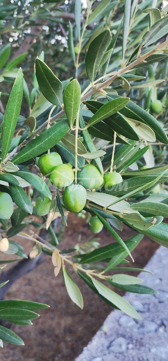 Agricultural land with 30 old olive trees for sale - 3