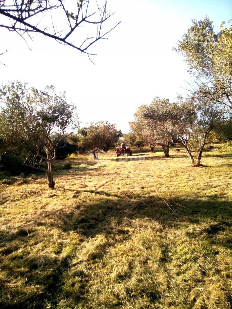 Agricultural land with 30 old olive trees for sale - 4