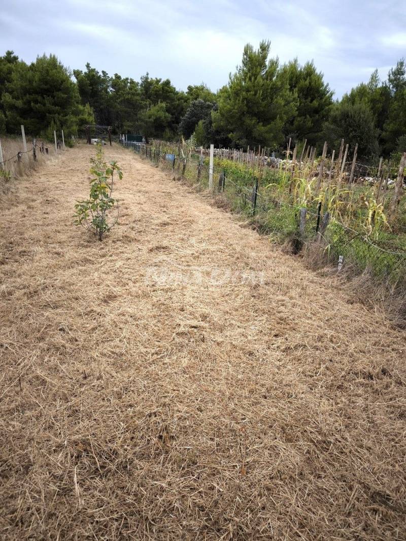 Agricultural land with young fig trees - 1