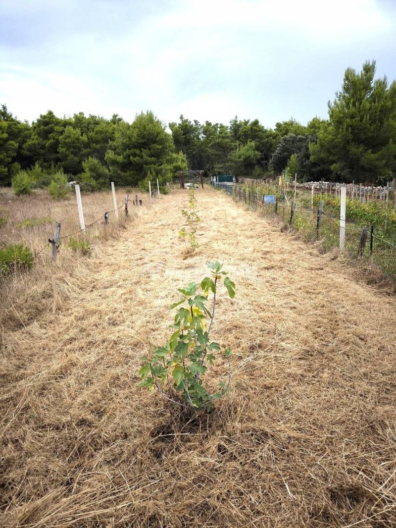 Agricultural land with young fig trees - 2