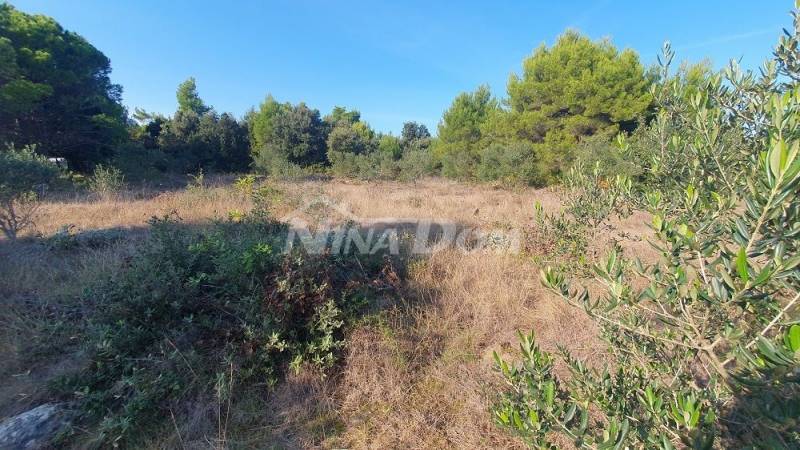 Agricultural land with olive trees, near houses - 1