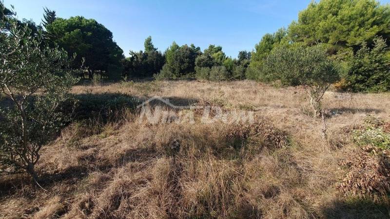 Agricultural land with olive trees, near houses - 2