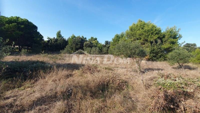 Agricultural land with olive trees, near houses - 3