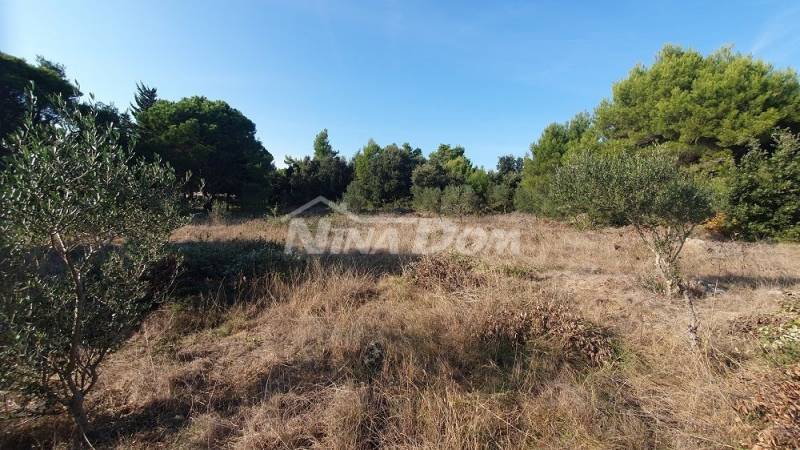 Agricultural land with olive trees, near houses - 4