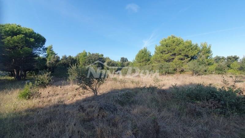 Agricultural land with olive trees, near houses - 5