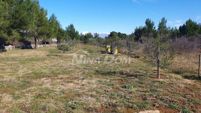 Agricultural land with young olive trees 22 €/m2 - 1