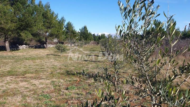 Agricultural land with young olive trees 22 €/m2 - 2