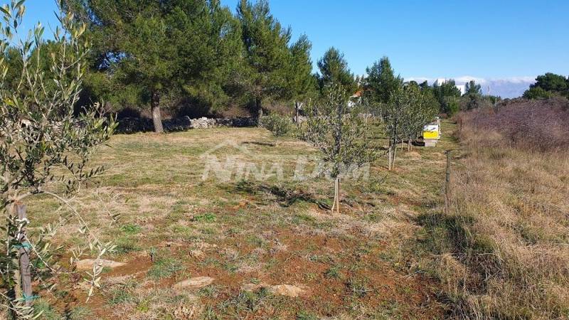 Agricultural land with young olive trees 22 €/m2 - 3