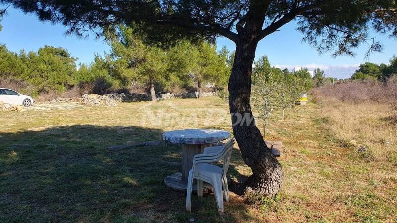 Agricultural land with young olive trees 22 €/m2 - 6