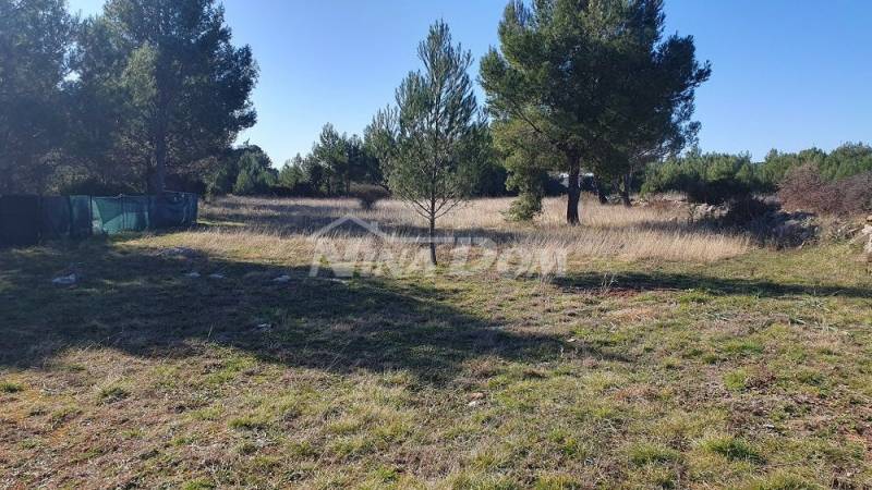 Agricultural land with young olive trees 22 €/m2 - 8