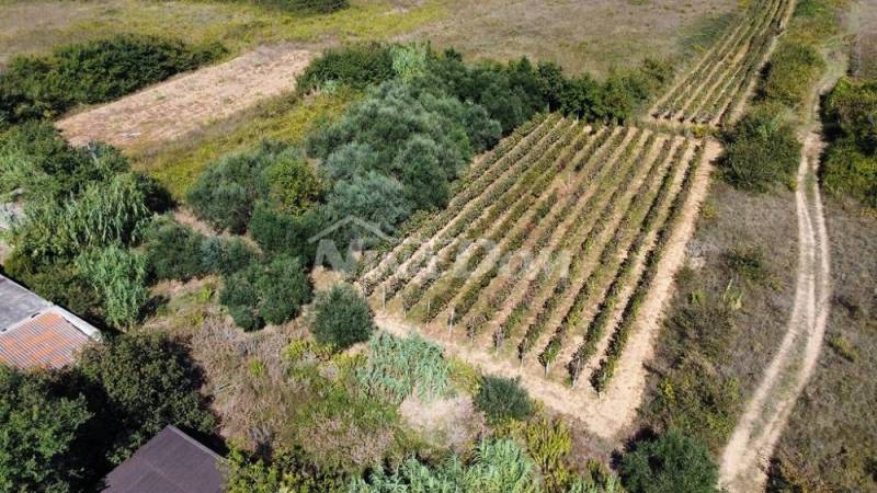 Family property with a beautiful olive grove and vineyard - 2