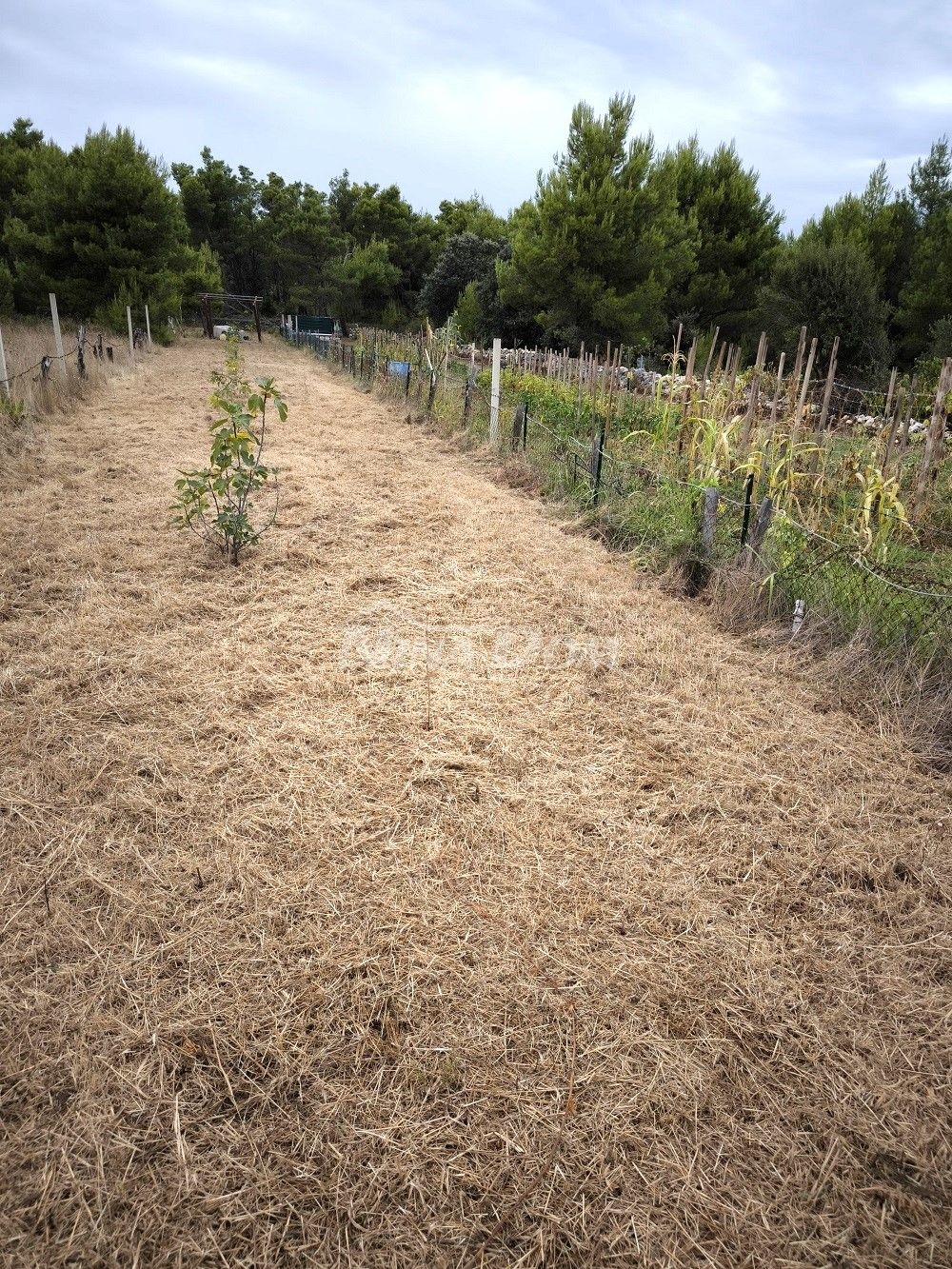 Agricultural land with young fig trees