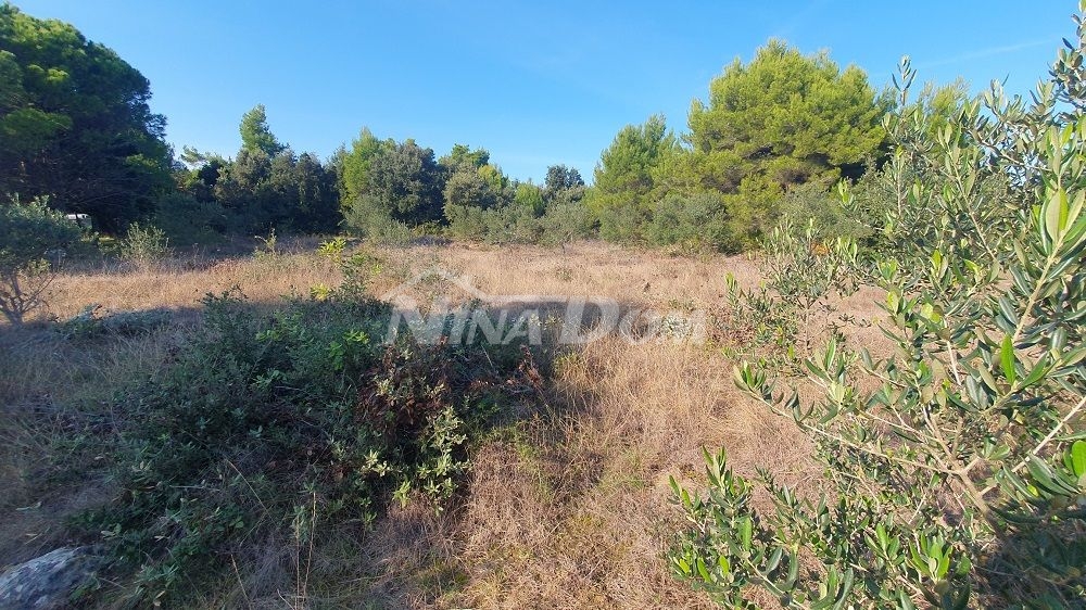 Agricultural land with olive trees, near houses 